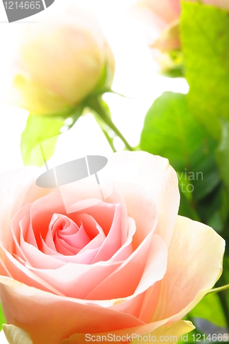 Image of bright pink roses