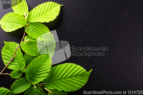 Image of leaf frame
