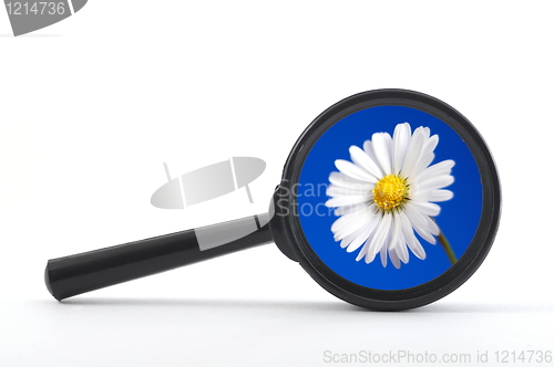 Image of magnifying glass and flower