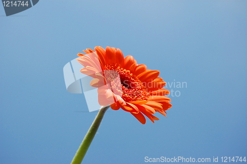 Image of Gerbera daisy