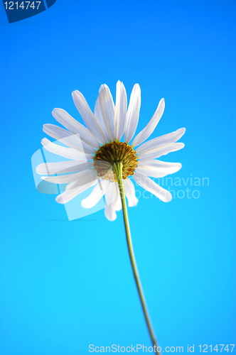 Image of daisy from beliw in summer under blue sky