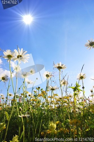 Image of flowers from below