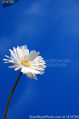 Image of daisy under blue spring sky