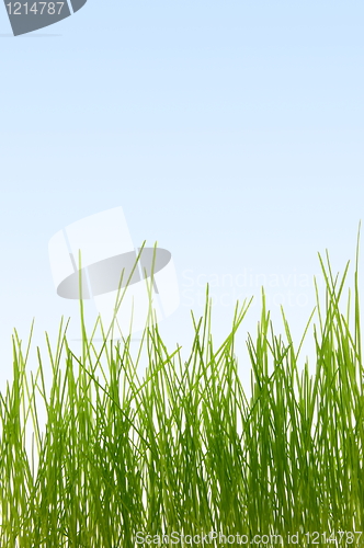 Image of grass