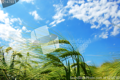 Image of wheat grain under blue sky