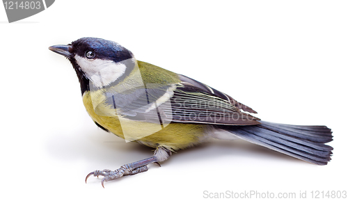 Image of Titmouse