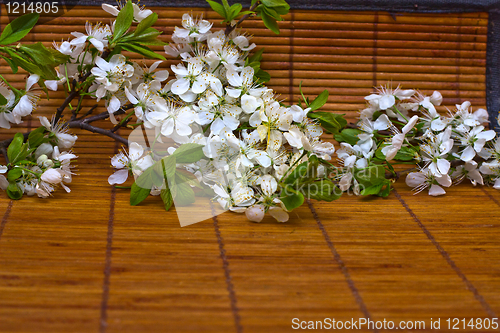Image of The Chinese  spring plant
