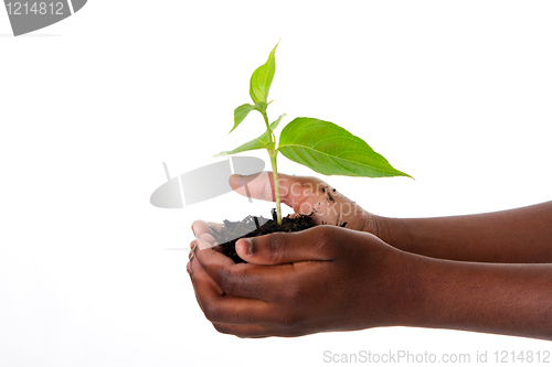 Image of Plant in child hands