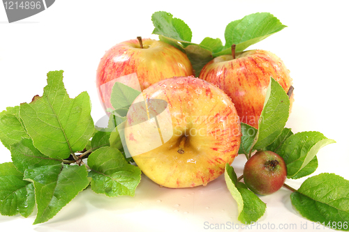 Image of Apples with leaves