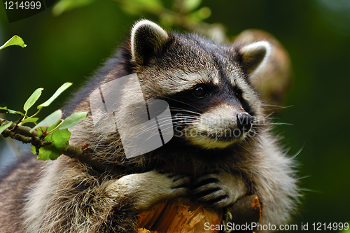 Image of Raccoon