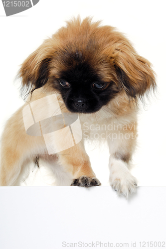 Image of Puppy dog and blank sign