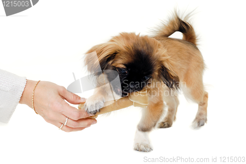Image of Puppy eating bone