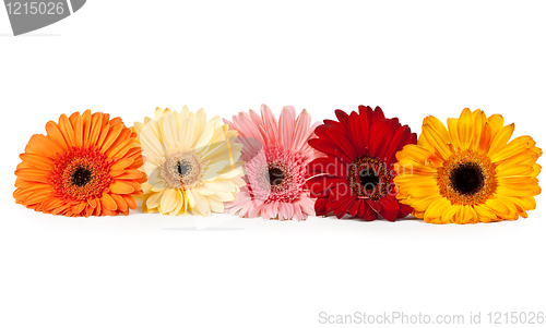 Image of five gerbera