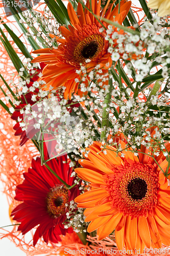 Image of fresh gerbera flower