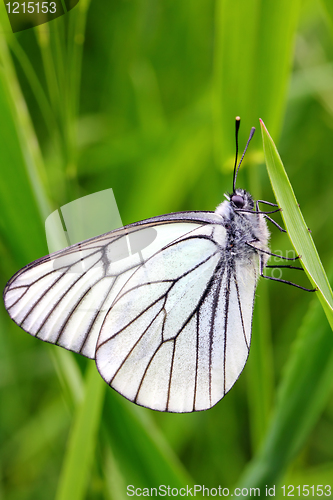 Image of white butterfly on green grass