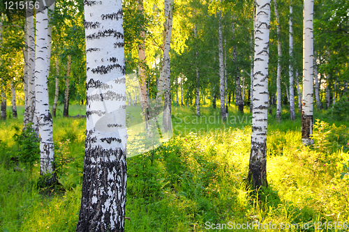 Image of summer birch woods