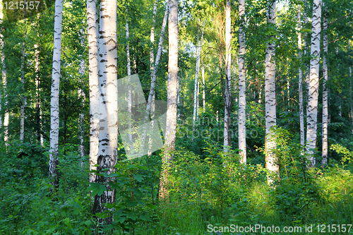 Image of summer birch woods
