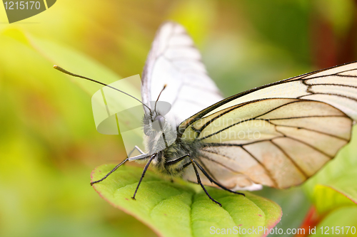 Image of white butterfly on green leaf macro