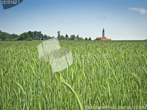 Image of green wheat