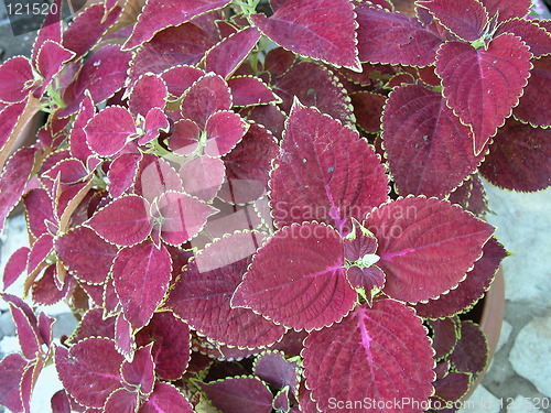 Image of Croton Leaves