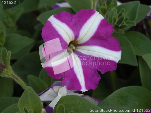 Image of Flower