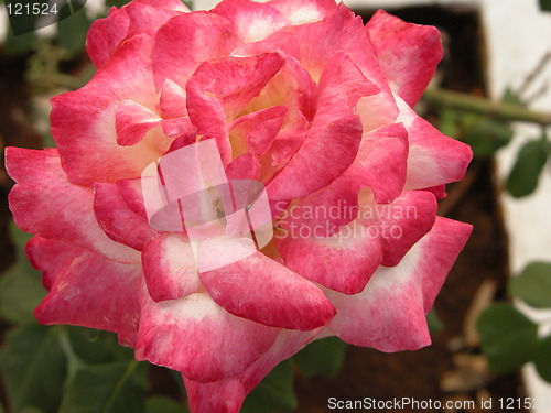 Image of Multipetalled Rose