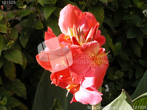 Image of A Red Flower