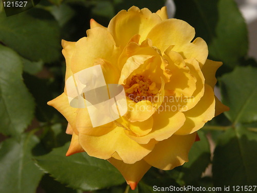 Image of Yellow Rose