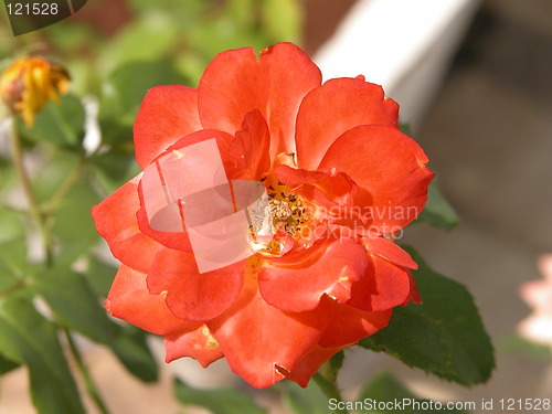 Image of Orange Rose