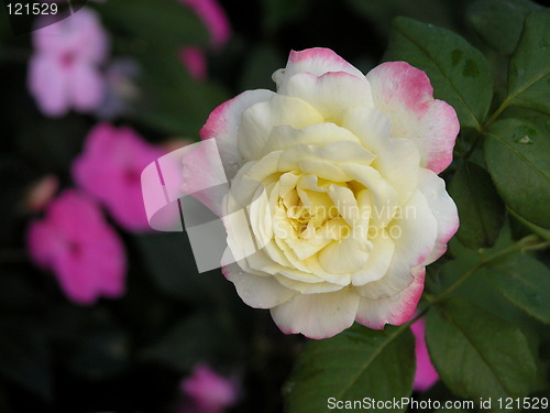 Image of Yellow Rose