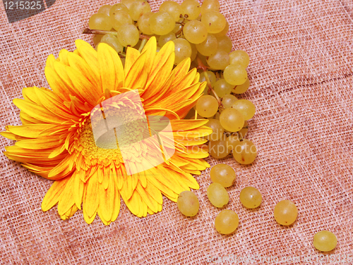 Image of Yellow flower and grapes branch 