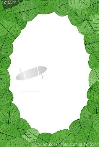 Image of Skeletal leaves on white background - frame . Clipping path included.