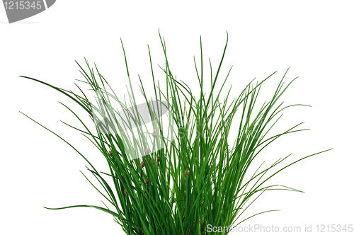 Image of Fresh chives isolated on white background. Clipping path included.