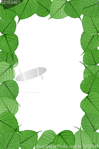 Image of Skeletal leaves on white background - frame . Clipping path included.