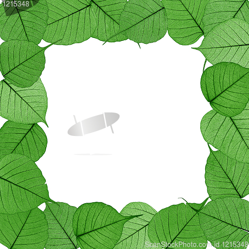 Image of Skeletal leaves on white background - frame . Clipping path included.