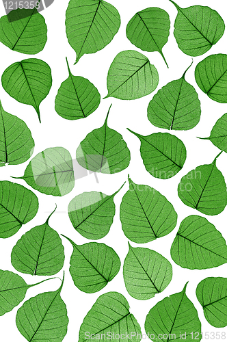 Image of Skeletal leaves on white - background. Clipping path included.