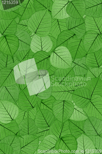 Image of Green skeletal leaves - background.