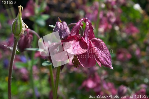 Image of Aquilegia flowers