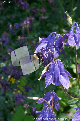 Image of Aquilegia flowers