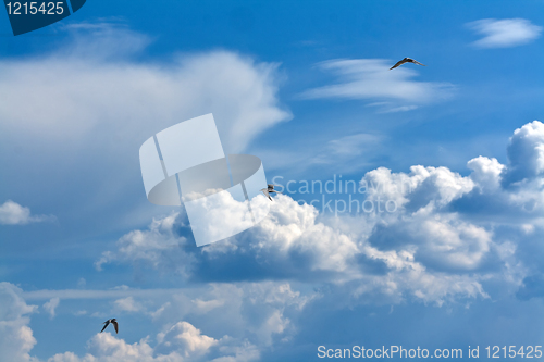 Image of three seagulls