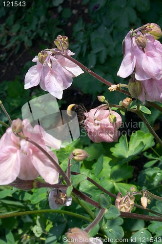 Image of Aquilegia flowers