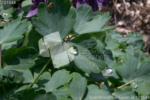 Image of Drop