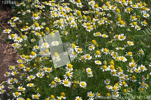 Image of Camomile meadow