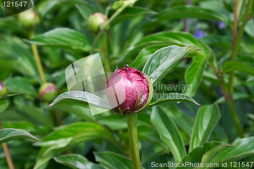 Image of Peony bud