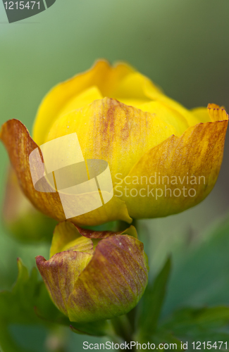 Image of yellow exotic flower closeup