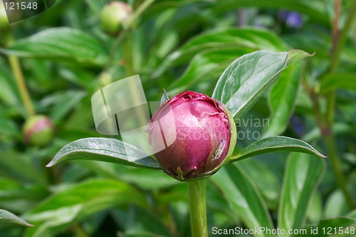 Image of Peony bud