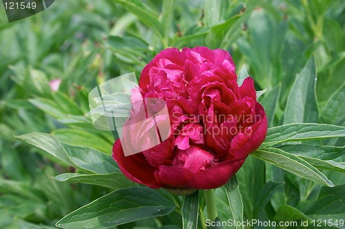 Image of Peony flower