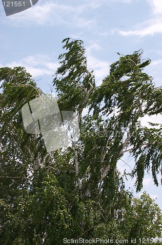 Image of Wind