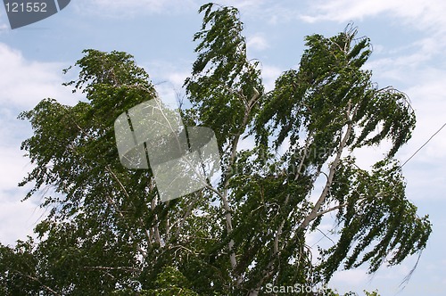 Image of Wind