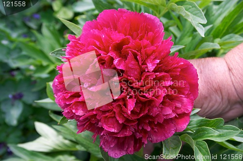Image of Peony flower